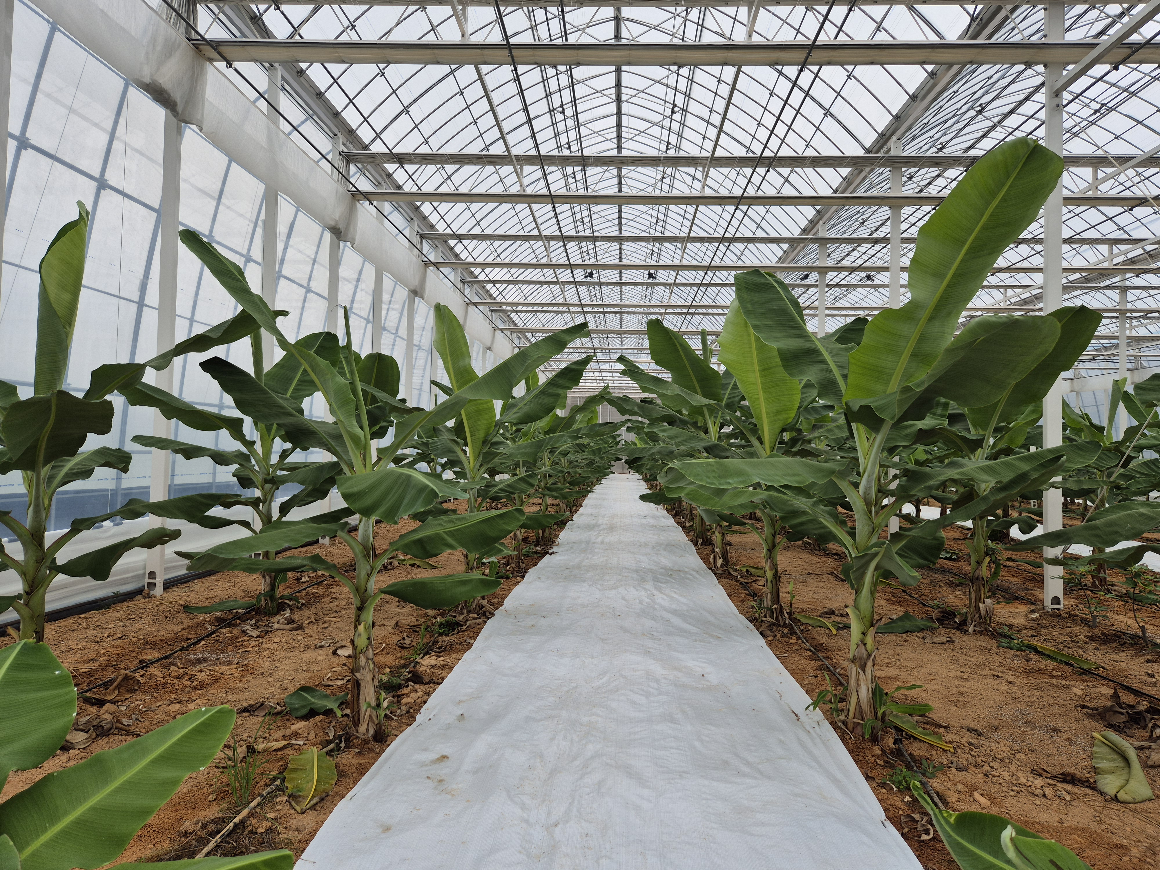 온실 안쪽 길을 따라 줄지어 서 있는 바나나 나무들