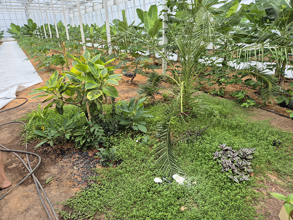 바나나 나무 사이로 이어진 온실 통로