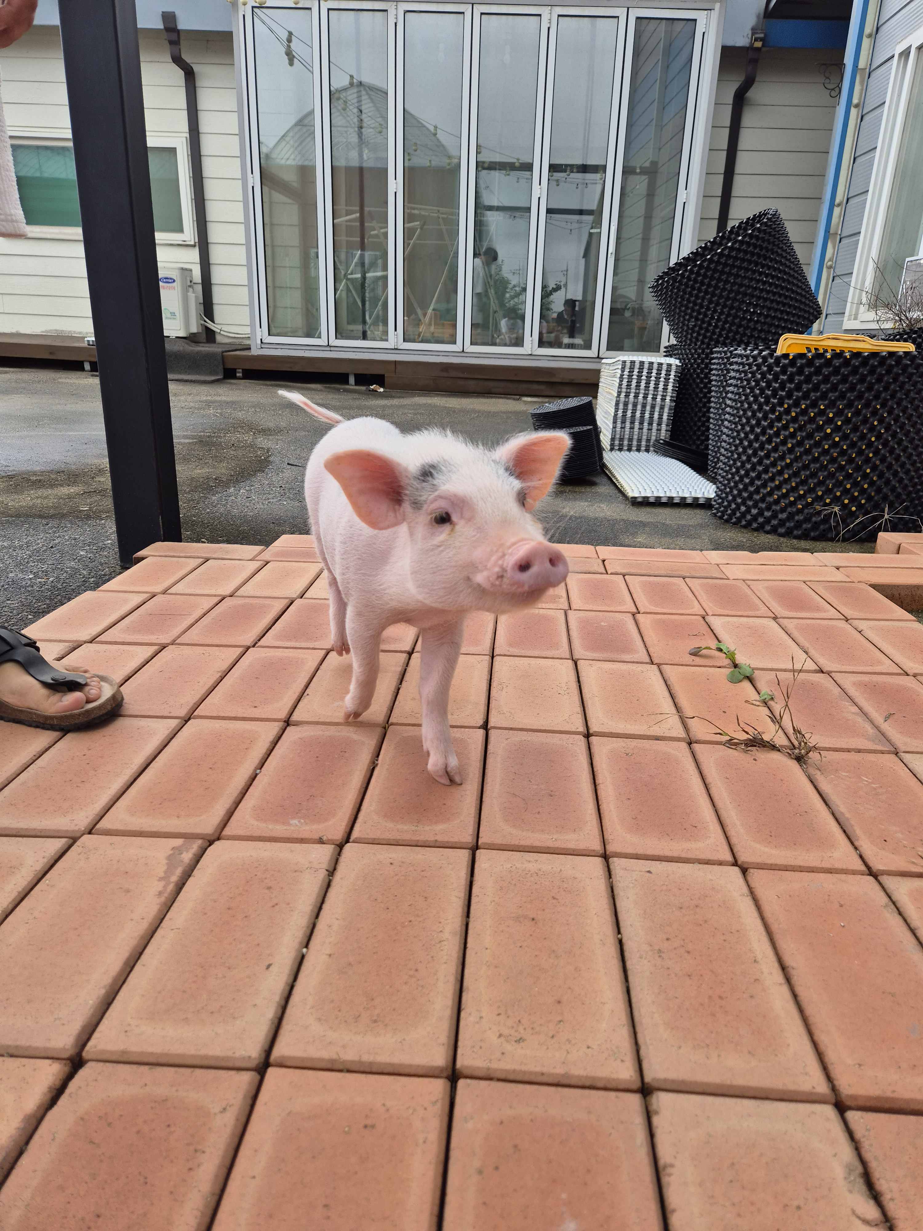 카메라를 향해 다가오는 작고 귀여운 미니돼지