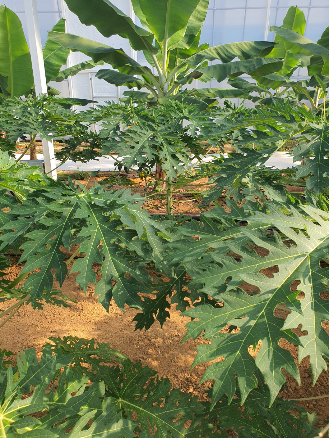 파파야 잎과 열매를 가까이에서 찍은 사진