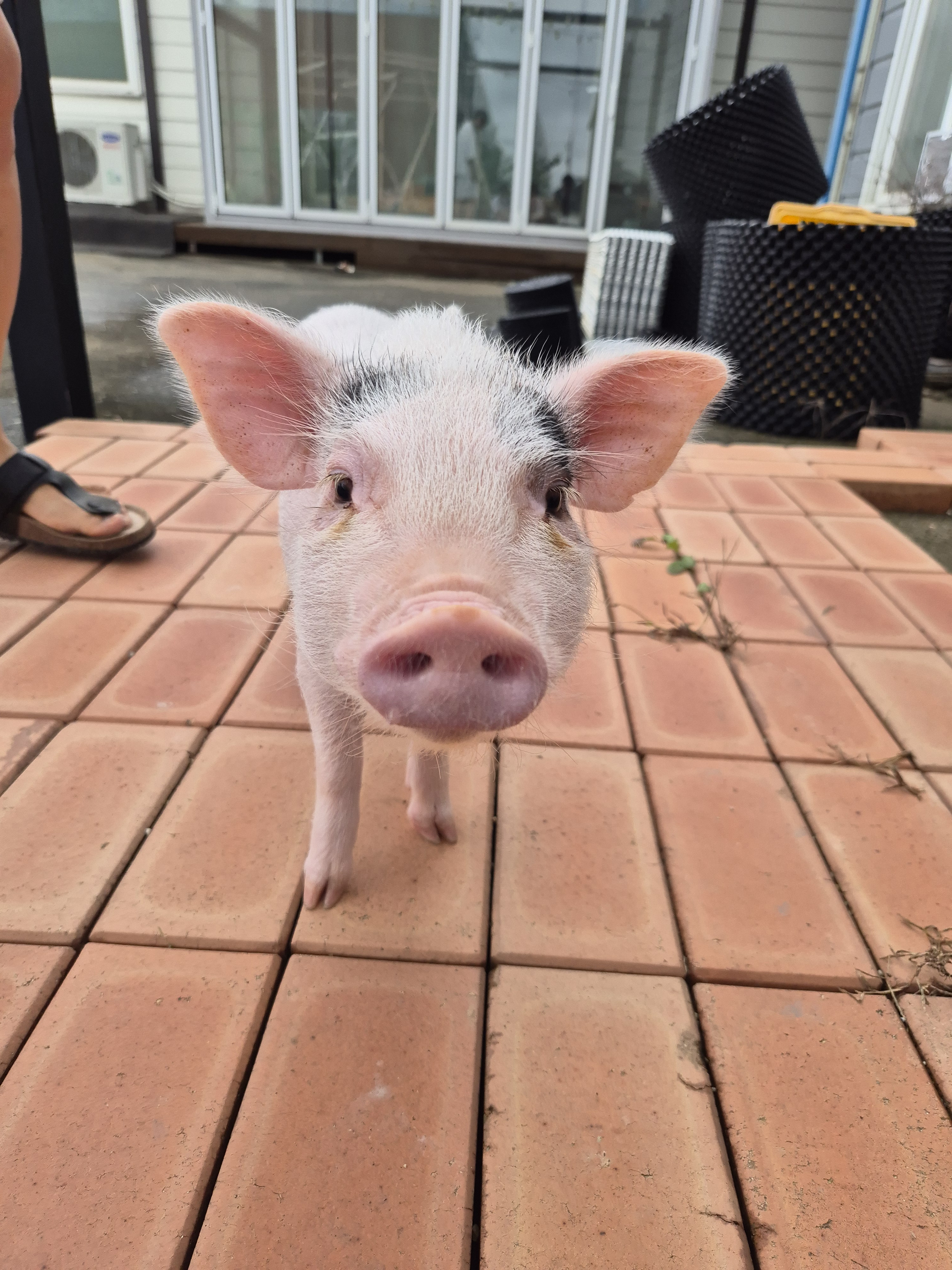 카메라를 향해 다가오는 미니돼지 얼굴 클로즈업