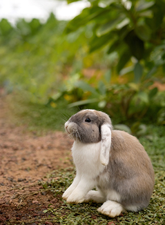 실내 놀이터 안에서 귀를 세우고 있는 검은 토끼